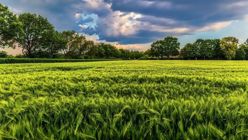 field-3416824_960_720|image001 (4)|nature-3159613_960_720